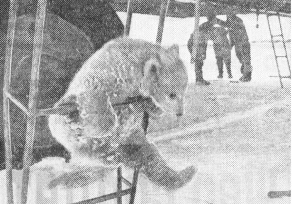 Как полярный летчик из Бреста поселил дома пингвина и медвежонка, о котором писал стихи Маршак Как полярный летчик из Бреста поселил дома пингвина и медвежонка, о котором писал стихи Маршак