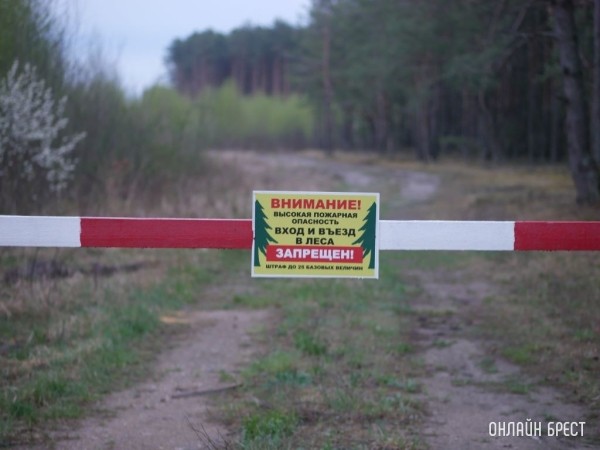 Минлесхоз будет уведомлять белорусов через СМС о запретах на посещение лесов