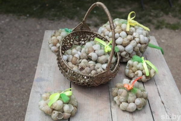 Фотофакт. Как в Беларуси семья выращивает улиток