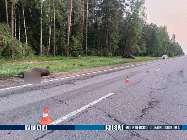 В Беларуси легковушка встретилась с лосем В Беларуси легковушка встретилась с лосем