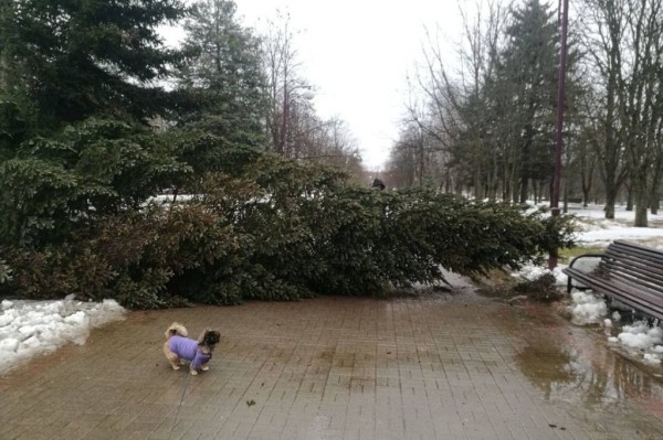 Дело об упавшей на машину с крыши дома бетонной балке. Владелица выиграла суд спустя год Дело об упавшей на машину с крыши дома бетонной балке. Владелица выиграла суд спустя год