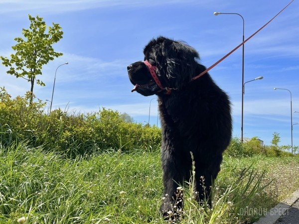 ГИГАНТСКИЕ СОБАКИ. Сколько денег уходит на содержание двух 60-килограммовых собак в панельной трёшке в Бресте? ГИГАНТСКИЕ СОБАКИ. Сколько денег уходит на содержание двух 60-килограммовых собак в панельной трёшке в Бресте?