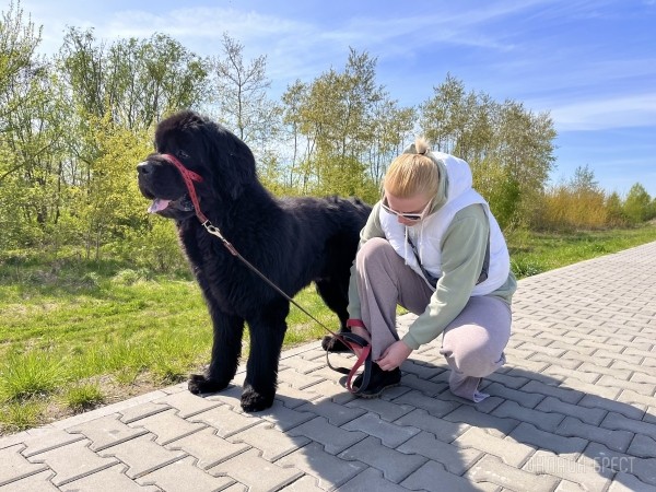 ГИГАНТСКИЕ СОБАКИ. Сколько денег уходит на содержание двух 60-килограммовых собак в панельной трёшке в Бресте? ГИГАНТСКИЕ СОБАКИ. Сколько денег уходит на содержание двух 60-килограммовых собак в панельной трёшке в Бресте?