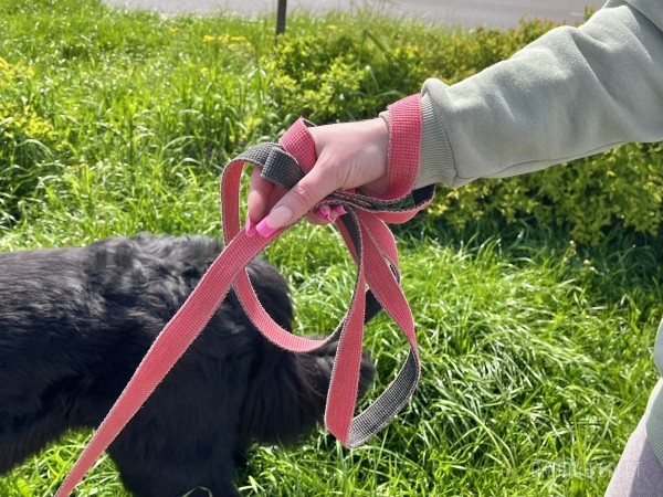 ГИГАНТСКИЕ СОБАКИ. Сколько денег уходит на содержание двух 60-килограммовых собак в панельной трёшке в Бресте? ГИГАНТСКИЕ СОБАКИ. Сколько денег уходит на содержание двух 60-килограммовых собак в панельной трёшке в Бресте?