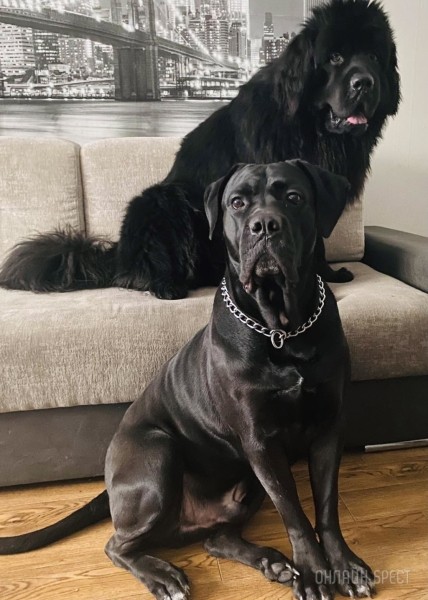 ГИГАНТСКИЕ СОБАКИ. Сколько денег уходит на содержание двух 60-килограммовых собак в панельной трёшке в Бресте? ГИГАНТСКИЕ СОБАКИ. Сколько денег уходит на содержание двух 60-килограммовых собак в панельной трёшке в Бресте?