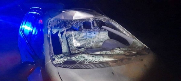 В Солигорском районе легковушка сбила лося – пострадали два человека