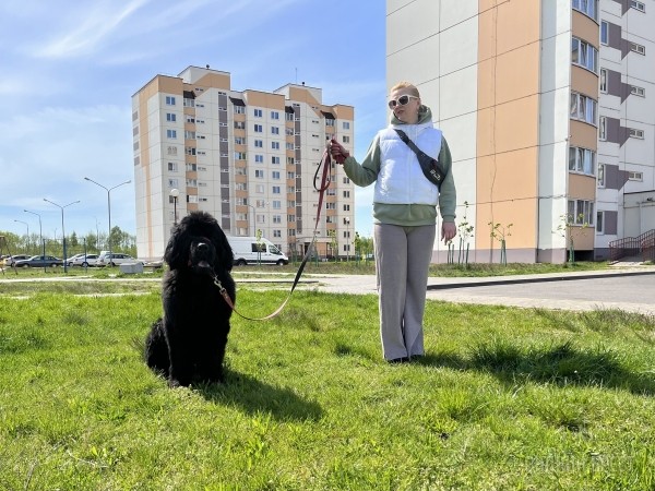 ГИГАНТСКИЕ СОБАКИ. Сколько денег уходит на содержание двух 60-килограммовых собак в панельной трёшке в Бресте? ГИГАНТСКИЕ СОБАКИ. Сколько денег уходит на содержание двух 60-килограммовых собак в панельной трёшке в Бресте?
