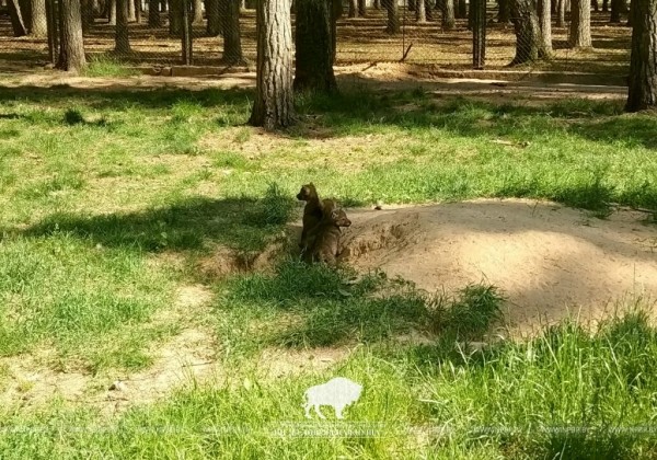 В демонстрационных вольерах Беловежской пущи впервые родились пятеро волчат В демонстрационных вольерах Беловежской пущи впервые родились пятеро волчат