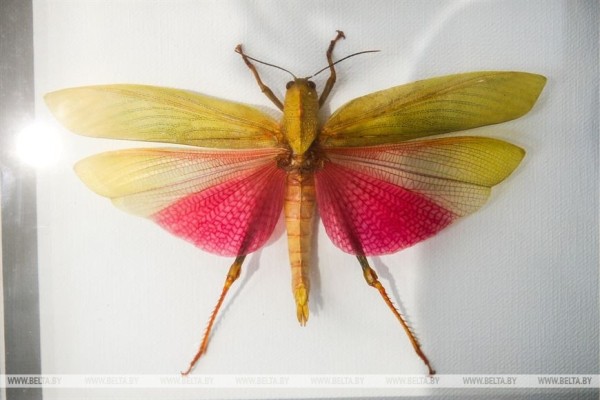 «Порхающие цветы». Выставку бабочек презентовали в Бресте «Порхающие цветы». Выставку бабочек презентовали в Бресте