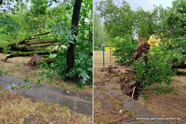 «Сосед разбудил, сказал: выходи». Во дворе дерево рухнуло на Tesla «Сосед разбудил, сказал: выходи». Во дворе дерево рухнуло на Tesla