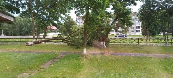 В Пинском районе сильный ветер повалил деревья