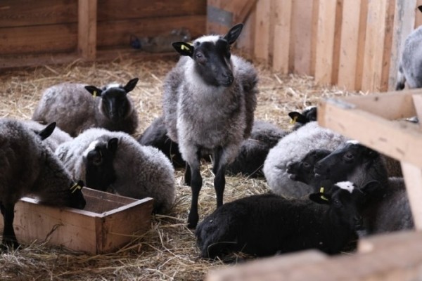 Редкий опыт. Студотрядовцам в Ляховичском районе предложили работу на овцеферме Редкий опыт. Студотрядовцам в Ляховичском районе предложили работу на овцеферме