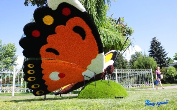 Гигантские бабочки появились в Барановичах Гигантские бабочки появились в Барановичах