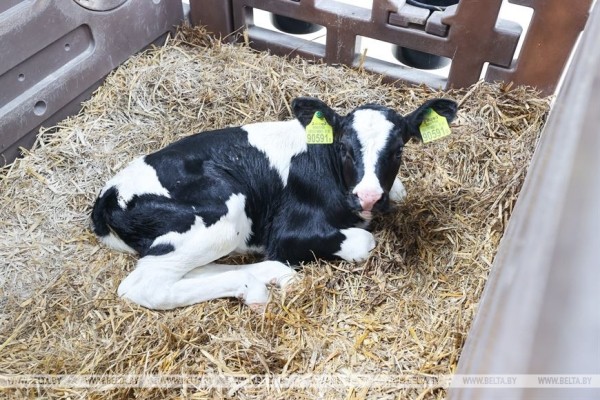 Высокотехнологичный молочно-товарный комплекс на 1 тыс. голов открыли в Пружанском районе