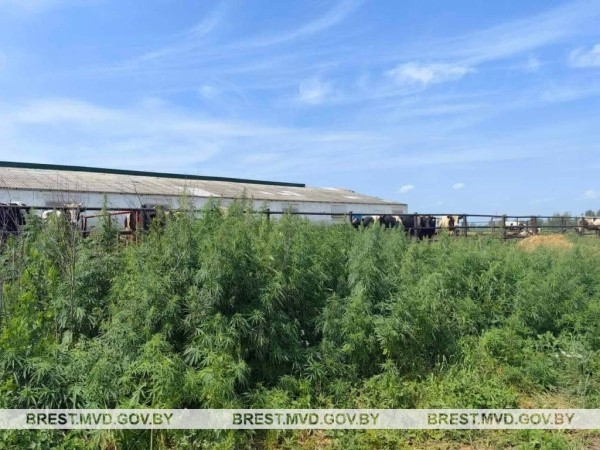 В Пинском районе уничтожена конопля и мак В Пинском районе уничтожена конопля и мак