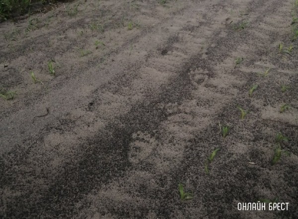 В Беларуси наблюдается рост популяции бурого медведя В Беларуси наблюдается рост популяции бурого медведя