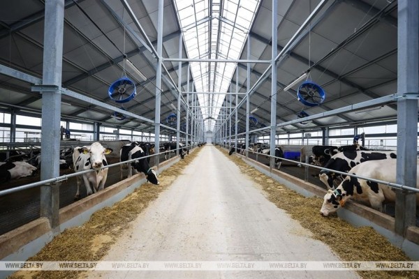 Высокотехнологичный молочно-товарный комплекс на 1 тыс. голов открыли в Пружанском районе