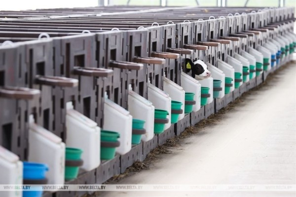 Высокотехнологичный молочно-товарный комплекс на 1 тыс. голов открыли в Пружанском районе
