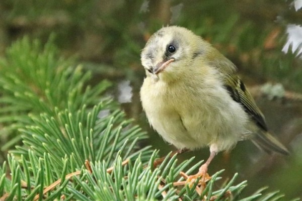 В Пинске поселилась самая маленькая птица Европы В Пинске поселилась самая маленькая птица Европы