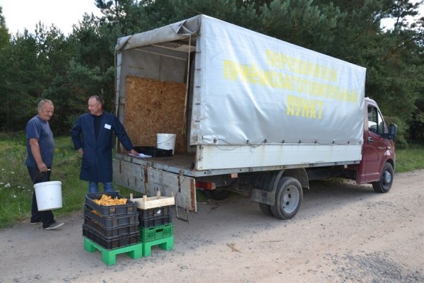 В лес на заработки. Сколько денег можно получить за сбор грибов и ягод