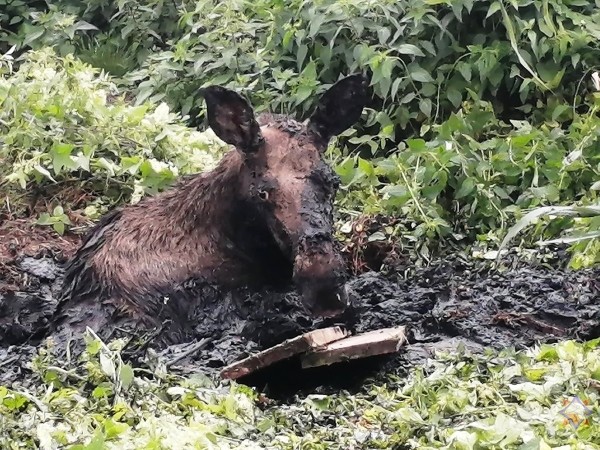 В Брестской области лось увяз в болотистой местности В Брестской области лось увяз в болотистой местности