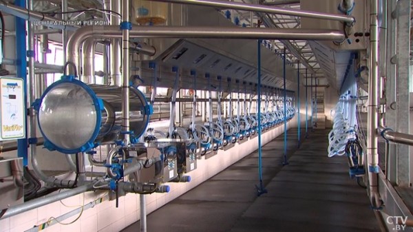 От дойки до прилавка. Вот какой путь проходит молоко, чтобы попасть в магазин