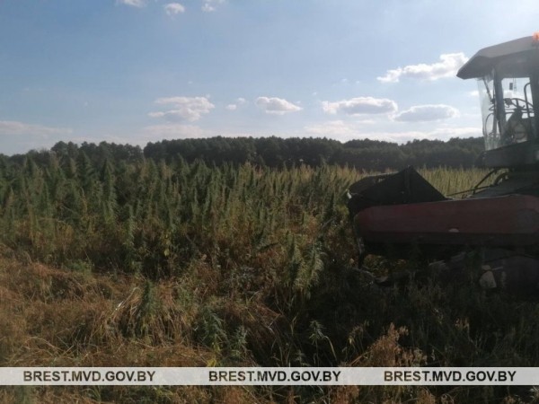 В Кобринском районе уничтожена плантация дикорастущей конопли В Кобринском районе уничтожена плантация дикорастущей конопли