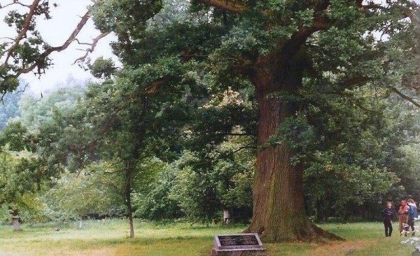 В Кобринском районе появился новый памятник природы В Кобринском районе появился новый памятник природы