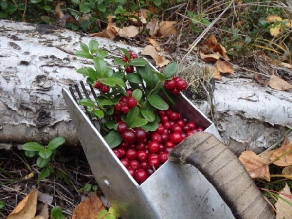 За нарушение правил сбора клюквы и других дикорастущих ягод можно получить штраф За нарушение правил сбора клюквы и других дикорастущих ягод можно получить штраф