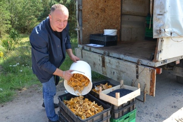 В лес на заработки. Сколько денег можно получить за сбор грибов и ягод