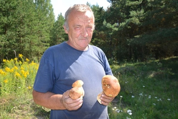 В лес на заработки. Сколько денег можно получить за сбор грибов и ягод