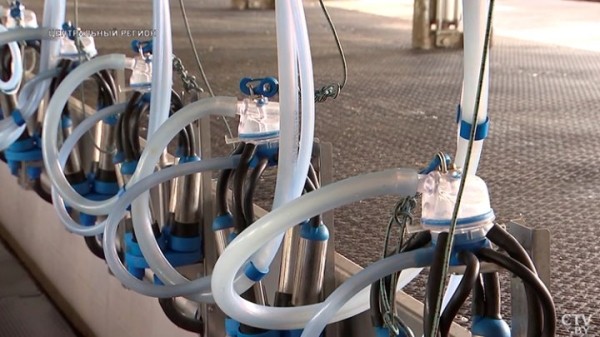 От дойки до прилавка. Вот какой путь проходит молоко, чтобы попасть в магазин