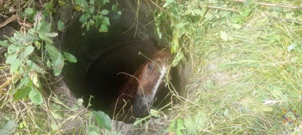 В Пружанском районе лошадь провалилась в колодец: на помощь пришли спасатели В Пружанском районе лошадь провалилась в колодец: на помощь пришли спасатели