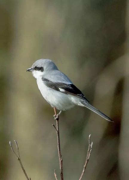 Белорусские аисты полетят зимовать за экватор, а совы останутся в Беларуси