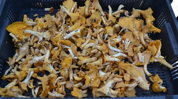 В лес на заработки. Сколько денег можно получить за сбор грибов и ягод