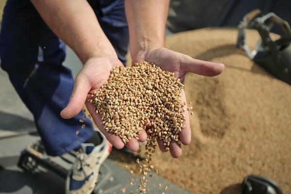 Водитель самого крутого комбайна в Беларуси: «За 1 000 рублей в поле точно бы не работал!»