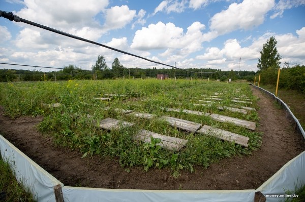 В нескольких километрах от Бреста семья сделала бизнес на выращивании улиток. Выгодным ли оказалось дело? В нескольких километрах от Бреста семья сделала бизнес на выращивании улиток. Выгодным ли оказалось дело?