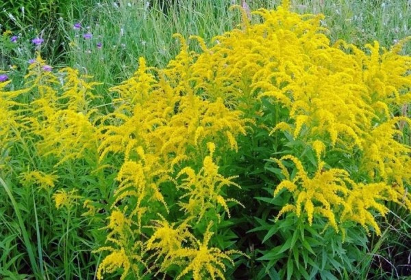 Чем опасен золотарник?