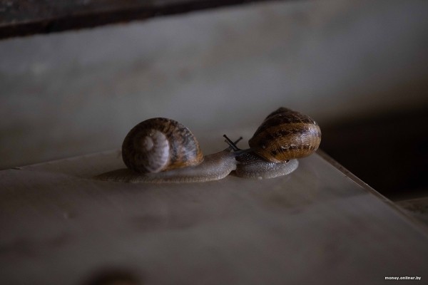 В нескольких километрах от Бреста семья сделала бизнес на выращивании улиток. Выгодным ли оказалось дело? В нескольких километрах от Бреста семья сделала бизнес на выращивании улиток. Выгодным ли оказалось дело?