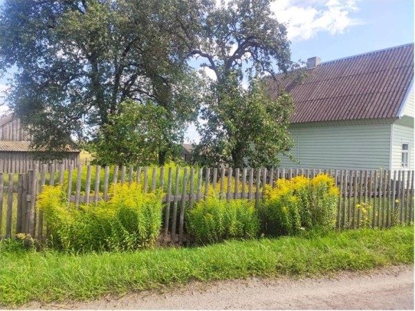 Чем опасен золотарник?