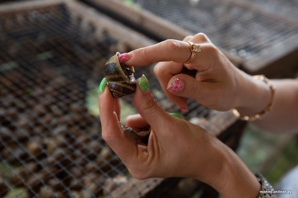 В нескольких километрах от Бреста семья сделала бизнес на выращивании улиток. Выгодным ли оказалось дело? В нескольких километрах от Бреста семья сделала бизнес на выращивании улиток. Выгодным ли оказалось дело?