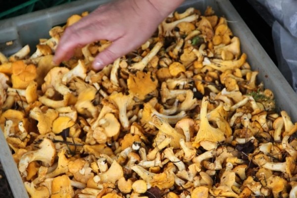 Белорусы получили от Белкоопсоюза 215 млн за овощи, ягоды, грибы: что почем принимают Белорусы получили от Белкоопсоюза 215 млн за овощи, ягоды, грибы: что почем принимают