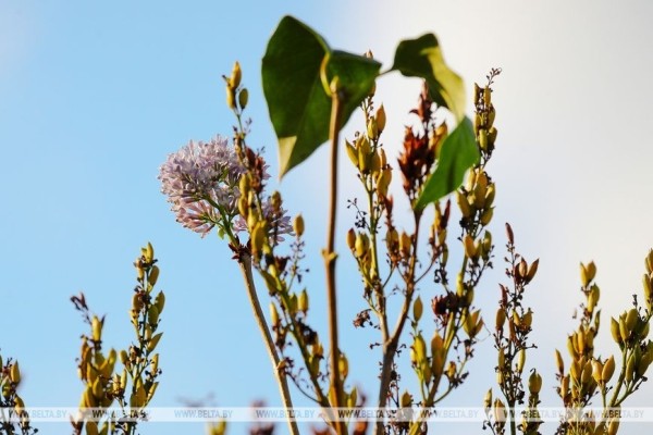 Привет из весны. В Бресте снова зацвела сирень