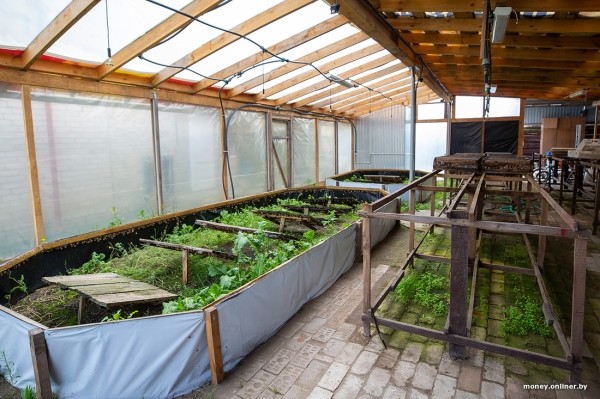 В нескольких километрах от Бреста семья сделала бизнес на выращивании улиток. Выгодным ли оказалось дело? В нескольких километрах от Бреста семья сделала бизнес на выращивании улиток. Выгодным ли оказалось дело?