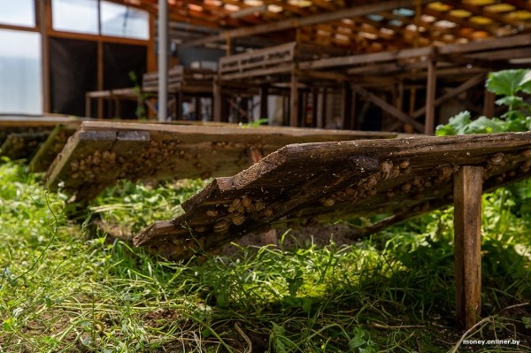 В нескольких километрах от Бреста семья сделала бизнес на выращивании улиток. Выгодным ли оказалось дело? В нескольких километрах от Бреста семья сделала бизнес на выращивании улиток. Выгодным ли оказалось дело?