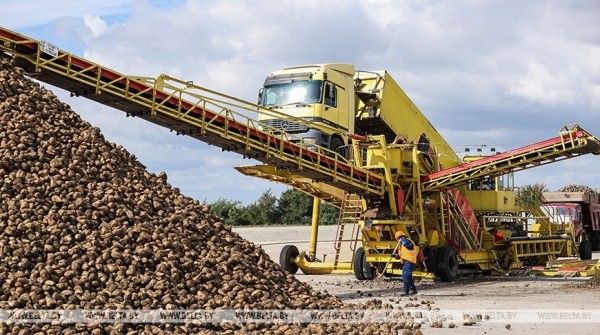 Жабинковский сахарный завод начнет перерабатывать свеклу с 15 сентября