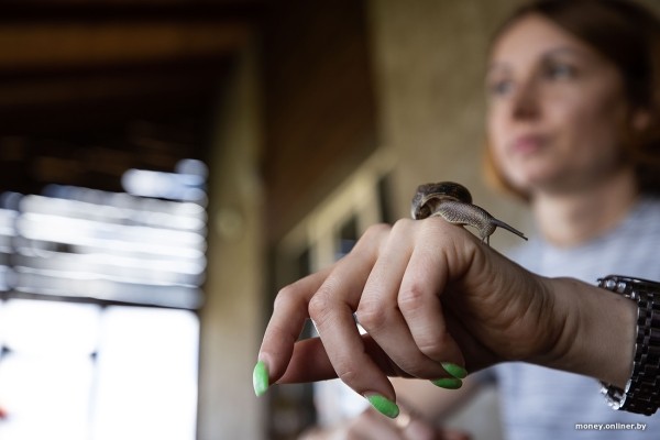 В нескольких километрах от Бреста семья сделала бизнес на выращивании улиток. Выгодным ли оказалось дело? В нескольких километрах от Бреста семья сделала бизнес на выращивании улиток. Выгодным ли оказалось дело?
