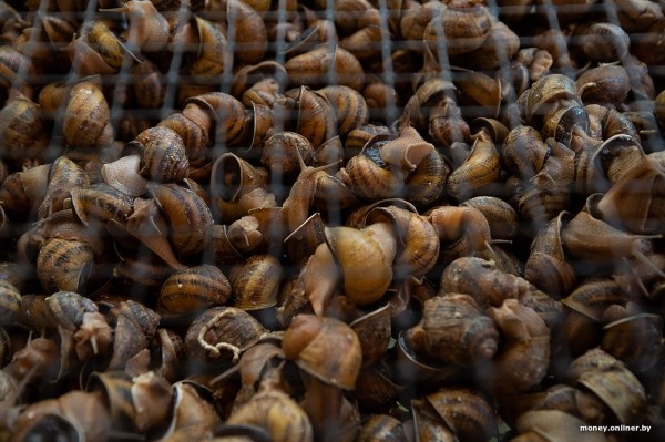 В нескольких километрах от Бреста семья сделала бизнес на выращивании улиток. Выгодным ли оказалось дело? В нескольких километрах от Бреста семья сделала бизнес на выращивании улиток. Выгодным ли оказалось дело?