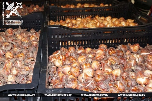 Брестские таможенники установили два факта незаконного ввоза в Беларусь луковиц тюльпанов