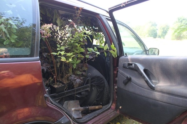 Брестчанин превратил VW Passat (B4) в «кветкамобиль» Брестчанин превратил VW Passat (B4) в «кветкамобиль»